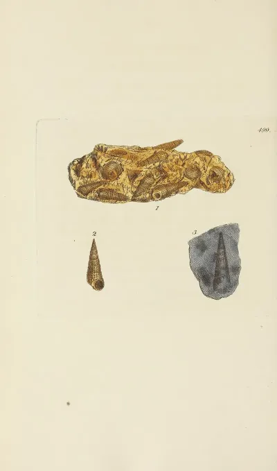 The Mineral Conchology Of Great Britain Pl 580