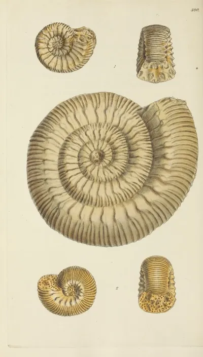 The Mineral Conchology Of Great Britain Pl 581