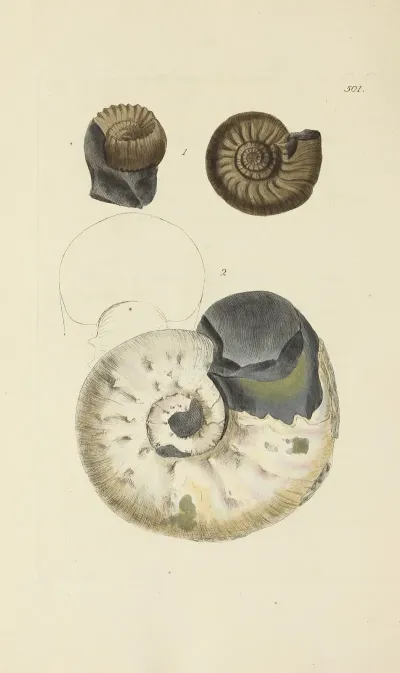 The Mineral Conchology Of Great Britain Pl 582