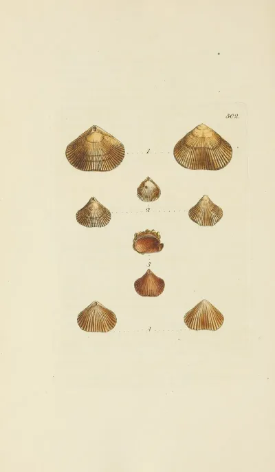 The Mineral Conchology Of Great Britain Pl 583