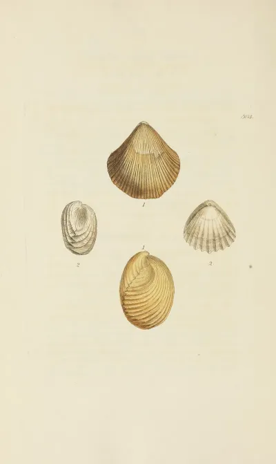 The Mineral Conchology Of Great Britain Pl 584