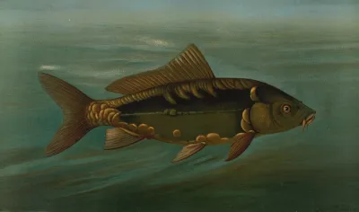 The Mirror Carp Cyprinus Carpio