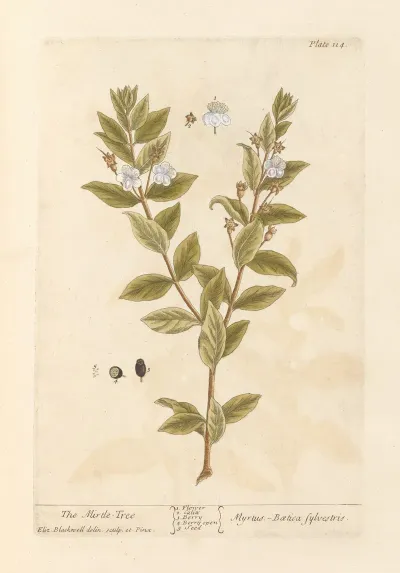 The Mirtle Tree