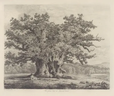 The Moccas Park Oak