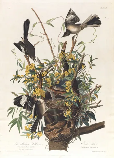 The Mocking Bird