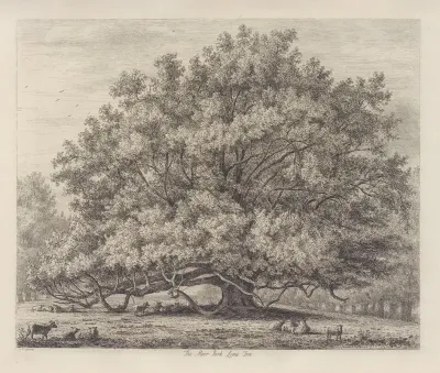 The Moor Park Lime Tree