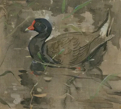 The Moorhen