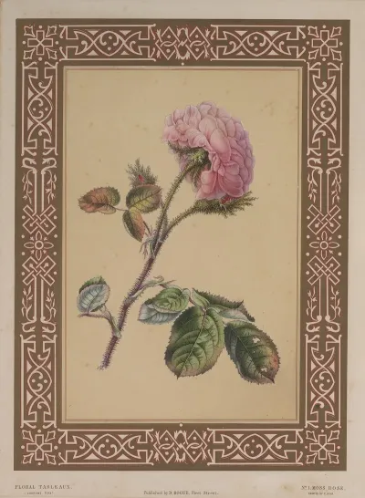 The Moss Rose 2