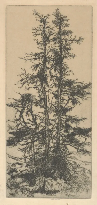 The Moss Trees
