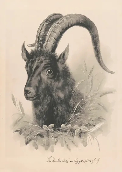 The Mountain Bock