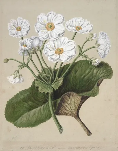 The Mountain Lily