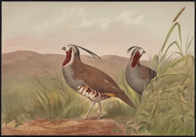 The Mountain Quail Oreortyx Pictus