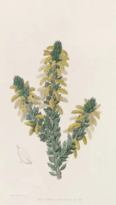 The Mourning Wattle