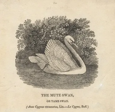The Mute Swan Or Tame Swan