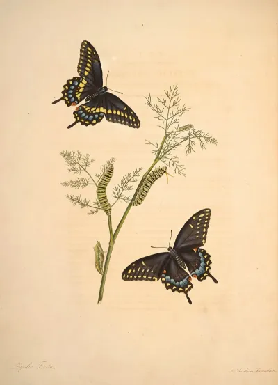 The Natural History Of The Rarer Lepidopterous Insects Of Georgia Pl 001