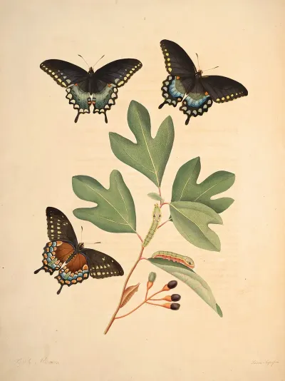 The Natural History Of The Rarer Lepidopterous Insects Of Georgia Pl 002