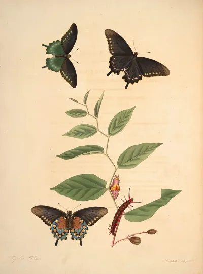 The Natural History Of The Rarer Lepidopterous Insects Of Georgia Pl 003