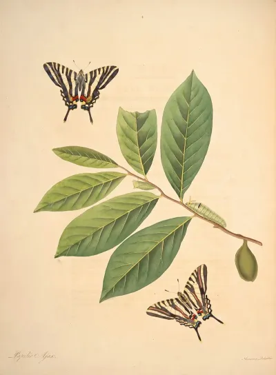 The Natural History Of The Rarer Lepidopterous Insects Of Georgia Pl 004
