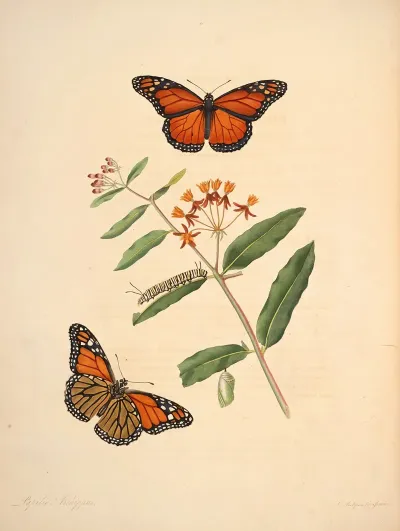 The Natural History Of The Rarer Lepidopterous Insects Of Georgia Pl 006
