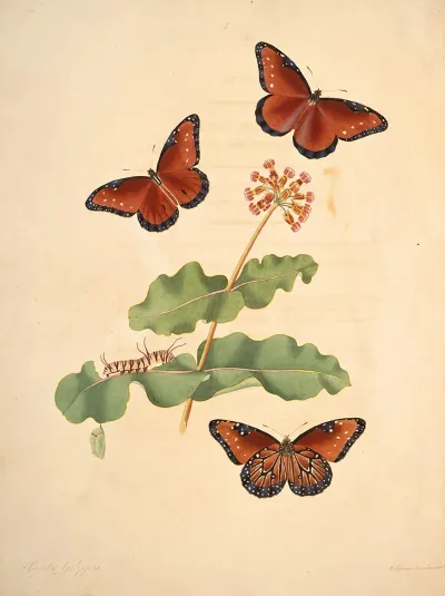 The Natural History Of The Rarer Lepidopterous Insects Of Georgia Pl 007