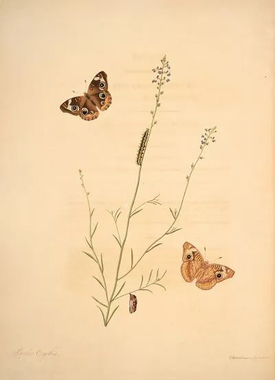 The Natural History Of The Rarer Lepidopterous Insects Of Georgia Pl 008