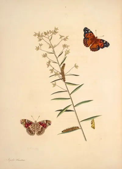 The Natural History Of The Rarer Lepidopterous Insects Of Georgia Pl 009