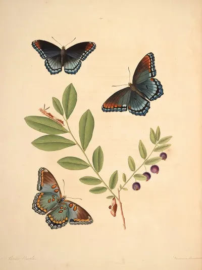The Natural History Of The Rarer Lepidopterous Insects Of Georgia Pl 010
