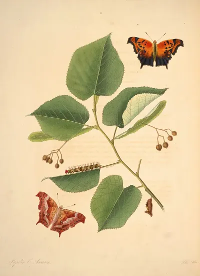 The Natural History Of The Rarer Lepidopterous Insects Of Georgia Pl 011