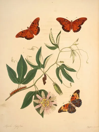 The Natural History Of The Rarer Lepidopterous Insects Of Georgia Pl 012