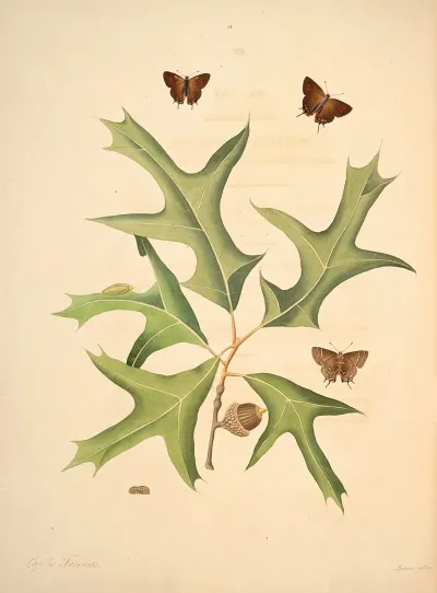 The Natural History Of The Rarer Lepidopterous Insects Of Georgia Pl 014