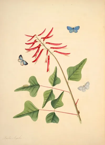 The Natural History Of The Rarer Lepidopterous Insects Of Georgia Pl 015