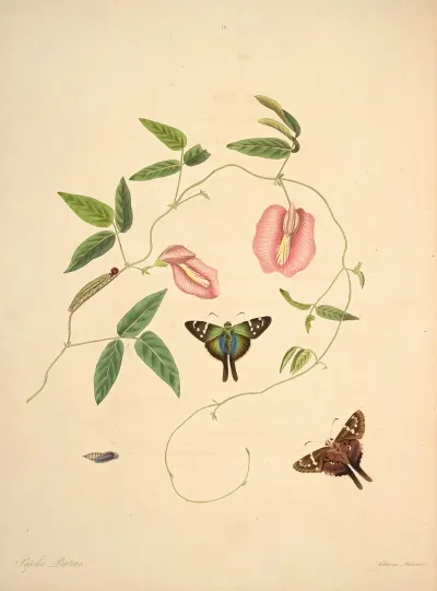 The Natural History Of The Rarer Lepidopterous Insects Of Georgia Pl 018