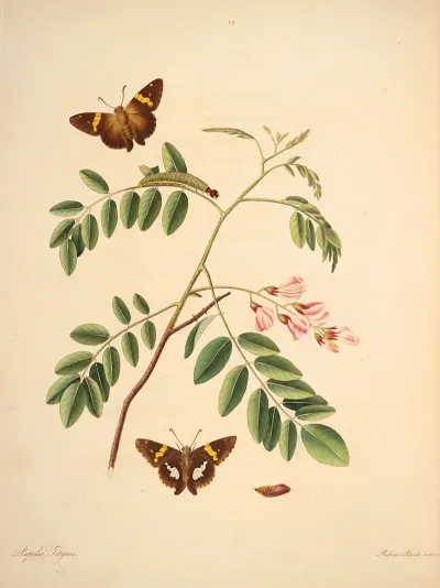 The Natural History Of The Rarer Lepidopterous Insects Of Georgia Pl 019