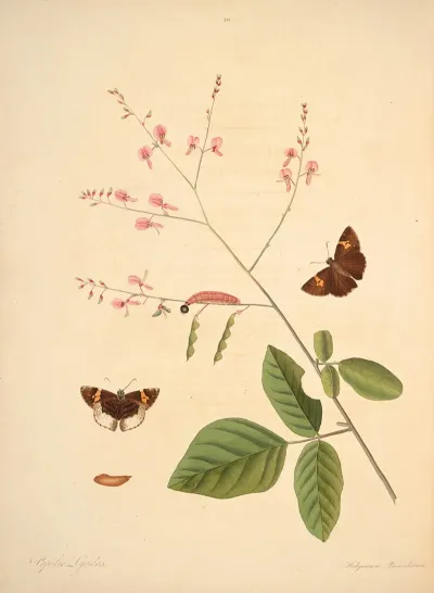 The Natural History Of The Rarer Lepidopterous Insects Of Georgia Pl 020