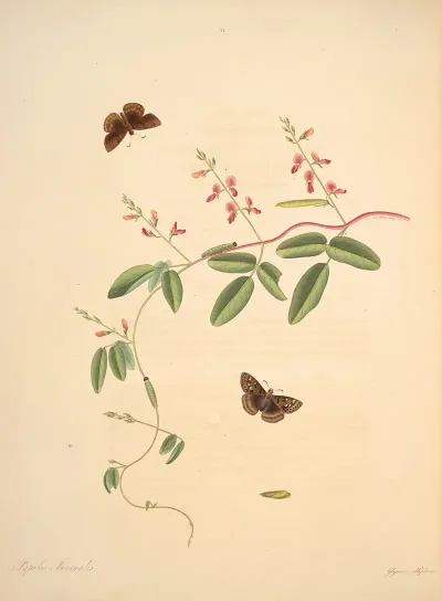 The Natural History Of The Rarer Lepidopterous Insects Of Georgia Pl 021