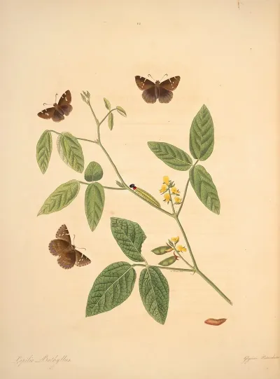 The Natural History Of The Rarer Lepidopterous Insects Of Georgia Pl 022