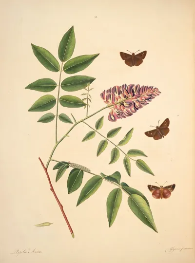 The Natural History Of The Rarer Lepidopterous Insects Of Georgia Pl 023