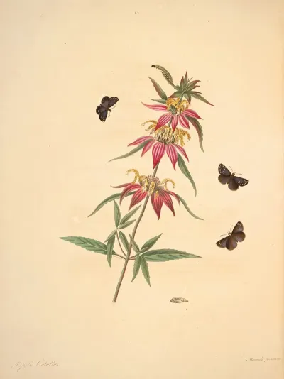 The Natural History Of The Rarer Lepidopterous Insects Of Georgia Pl 024