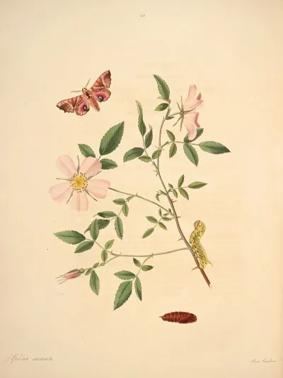 The Natural History Of The Rarer Lepidopterous Insects Of Georgia Pl 025