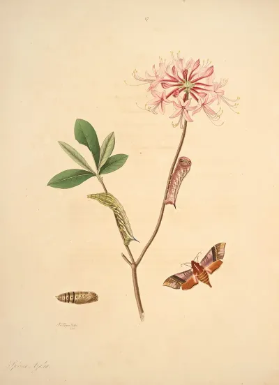 The Natural History Of The Rarer Lepidopterous Insects Of Georgia Pl 027