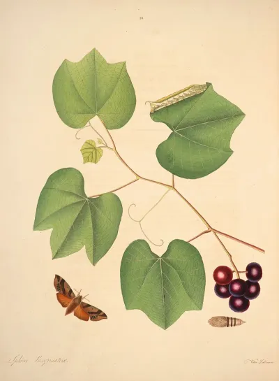 The Natural History Of The Rarer Lepidopterous Insects Of Georgia Pl 028