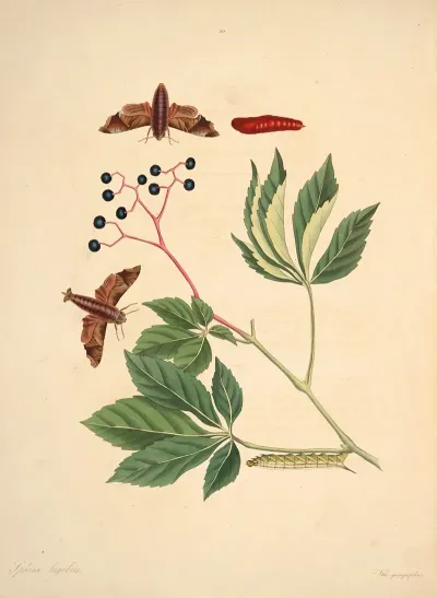 The Natural History Of The Rarer Lepidopterous Insects Of Georgia Pl 030