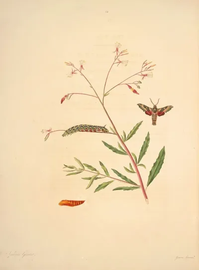 The Natural History Of The Rarer Lepidopterous Insects Of Georgia Pl 031