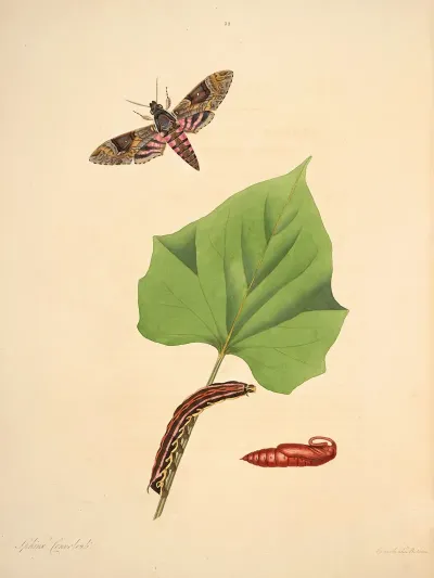 The Natural History Of The Rarer Lepidopterous Insects Of Georgia Pl 032