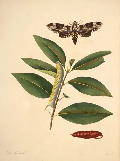 The Natural History Of The Rarer Lepidopterous Insects Of Georgia Pl 034