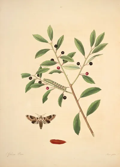 The Natural History Of The Rarer Lepidopterous Insects Of Georgia Pl 035