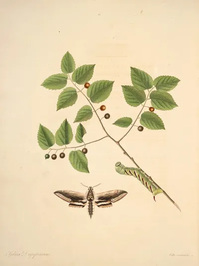 The Natural History Of The Rarer Lepidopterous Insects Of Georgia Pl 036