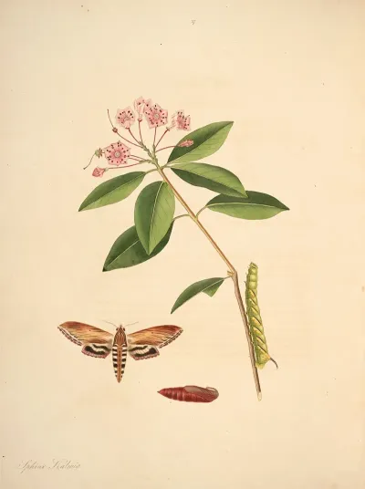 The Natural History Of The Rarer Lepidopterous Insects Of Georgia Pl 037