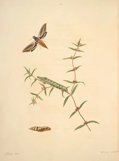 The Natural History Of The Rarer Lepidopterous Insects Of Georgia Pl 038