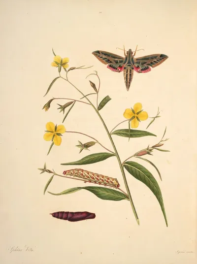 The Natural History Of The Rarer Lepidopterous Insects Of Georgia Pl 040
